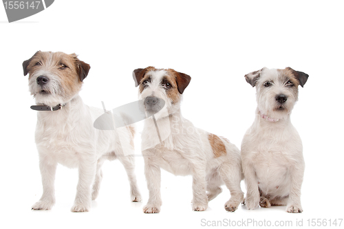 Image of Jack Russel Terrier