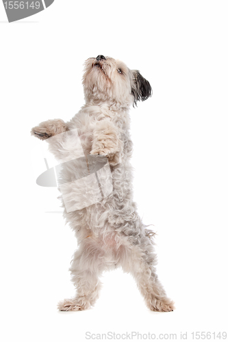 Image of shih tzu