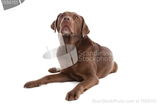 Image of Chocolate Labrador