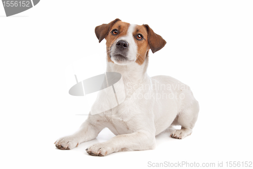 Image of Jack Russel Terrier