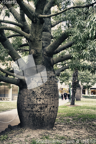 Image of Detail of Brisbane, Queensland