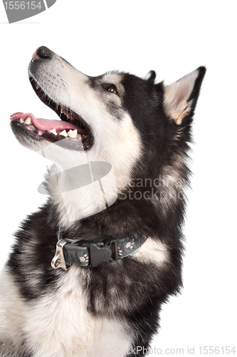 Image of Alaskan Malamute