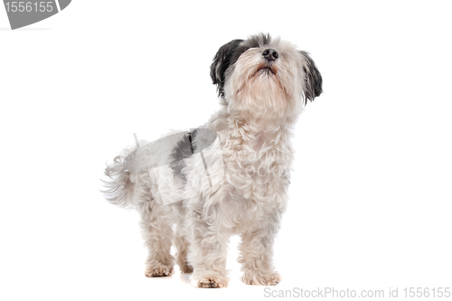 Image of shih tzu