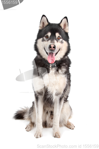 Image of Alaskan Malamute