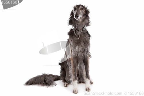 Image of Silken windhound