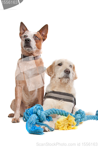 Image of Labrador and Australian Cattle dog