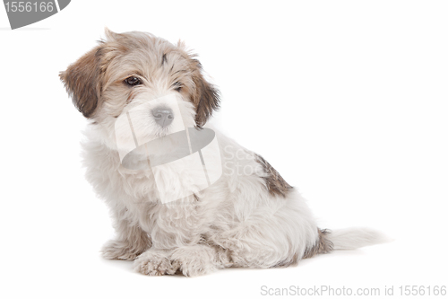 Image of mix Maltese Puppy dog