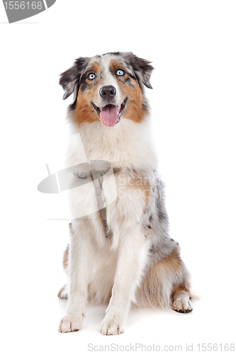 Image of Australian Shepherd