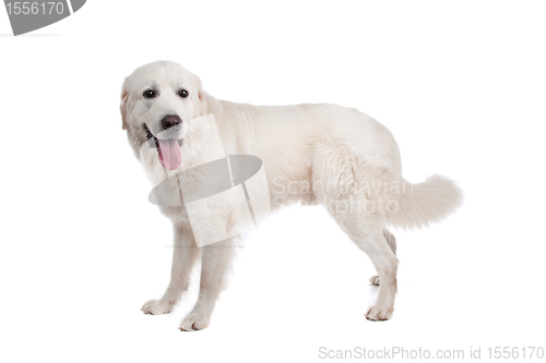 Image of Polish Tatra Sheepdog