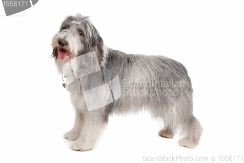 Image of bearded collie