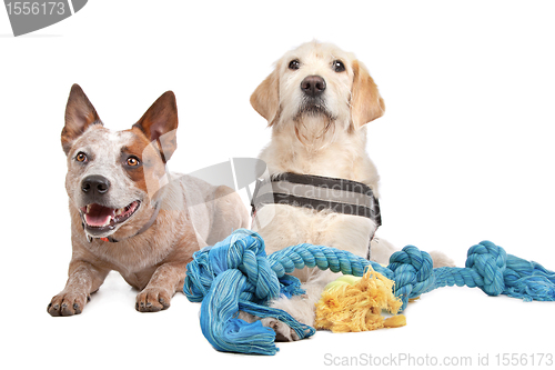 Image of Labrador and Australian Cattle dog