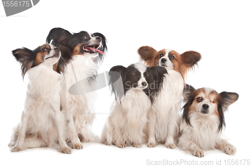 Image of group of five papillon dogs