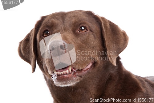 Image of Chocolate Labrador