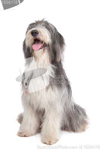 Image of bearded collie