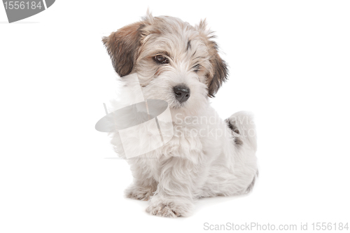 Image of mix Maltese Puppy dog
