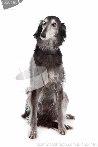 Image of Silken windhound