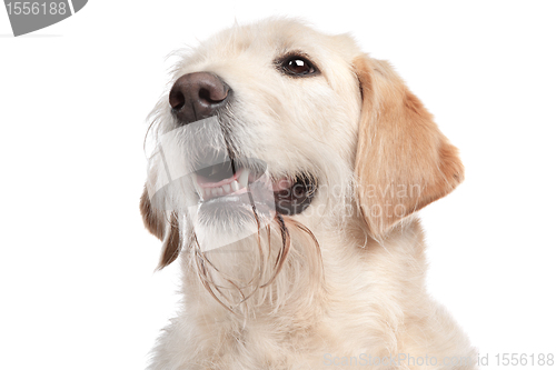 Image of mixed breed Labrador