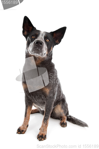 Image of Australian Cattle Dog