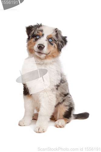 Image of Australian Shepherd