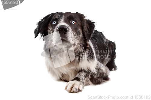 Image of Australian Shepherd
