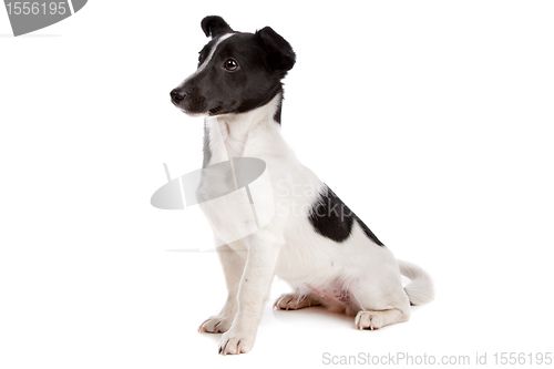 Image of Jack Russel Terrier