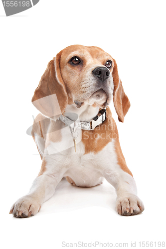 Image of Beagle
