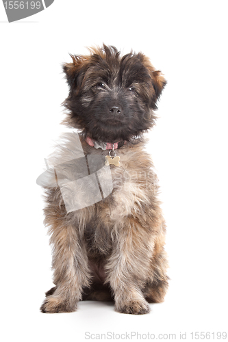 Image of Pyrenean Shepherd puppy