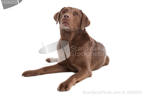 Image of Chocolate Labrador