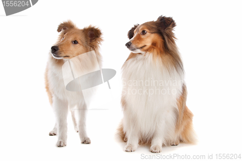 Image of Shetland sheepdog