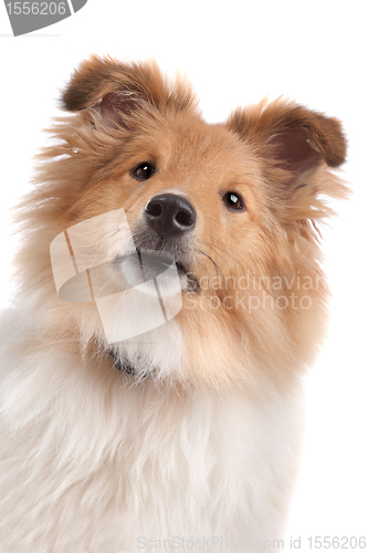 Image of Shetland sheepdog