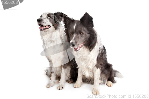 Image of Border Collie and Australian Shepherd