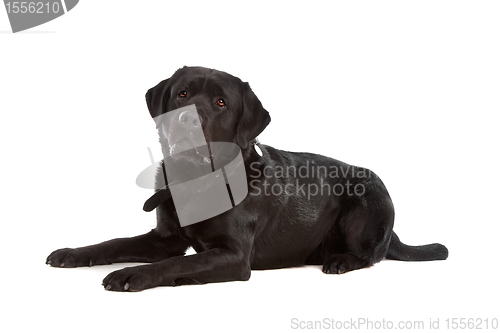 Image of Black Labrador