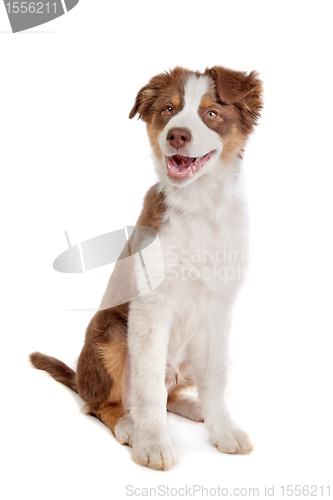Image of Australian Shepherd