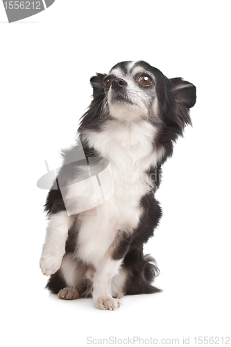 Image of long-haired Chihuahua