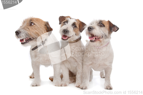 Image of Jack Russel Terrier