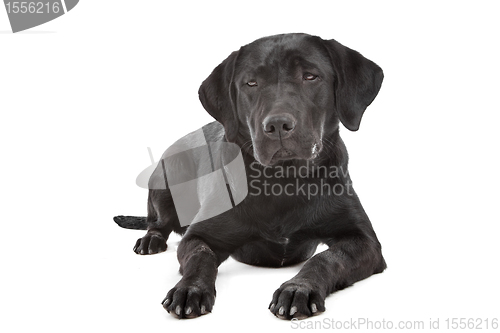 Image of Black Labrador