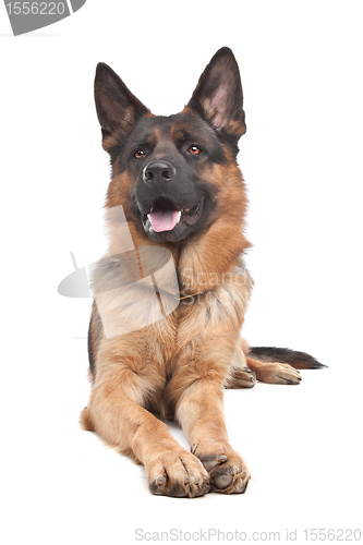 Image of German shepherd