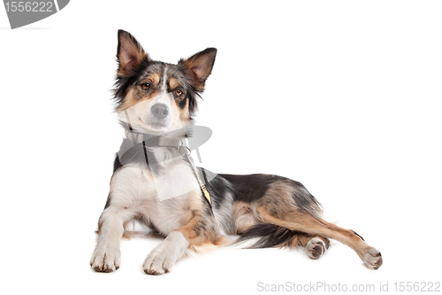 Image of Border Collie