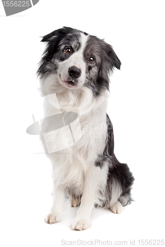 Image of Border Collie