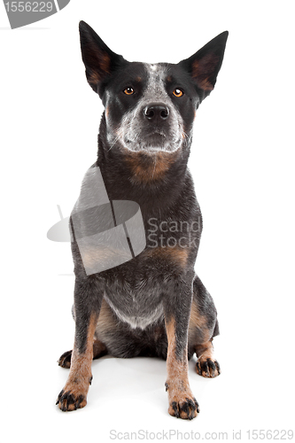 Image of Australian Cattle Dog