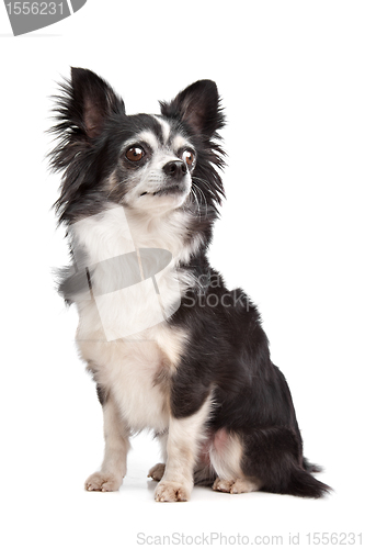 Image of long-haired Chihuahua