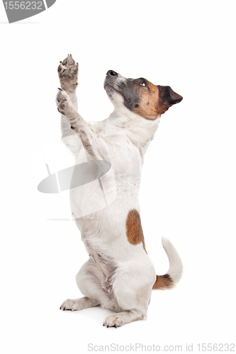 Image of Jack Russel Terrier