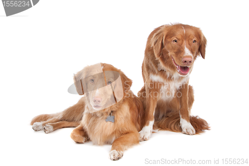 Image of two Nova Scotia Duck Tolling Retriever dogs