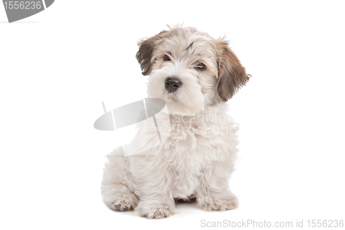 Image of mix Maltese Puppy dog