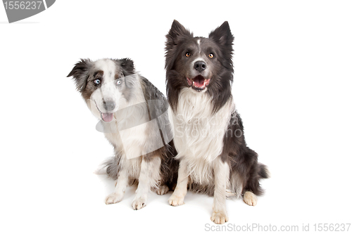 Image of Border Collie and Australian Shepherd