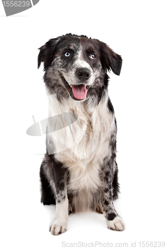 Image of Australian Shepherd