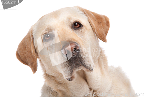 Image of Yellow Labrador