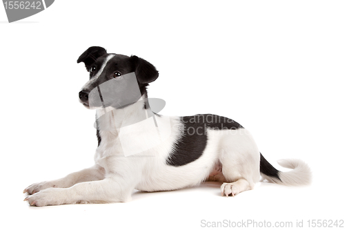 Image of Jack Russel Terrier