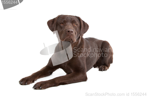 Image of Chocolate Labrador