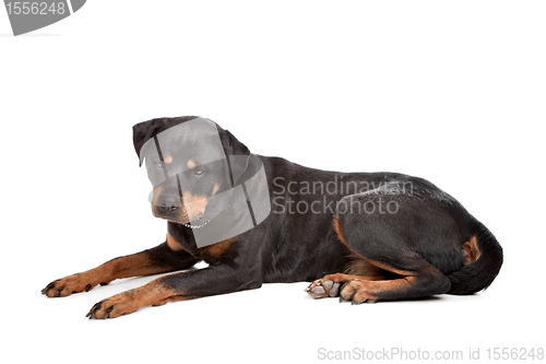 Image of Rottweiler